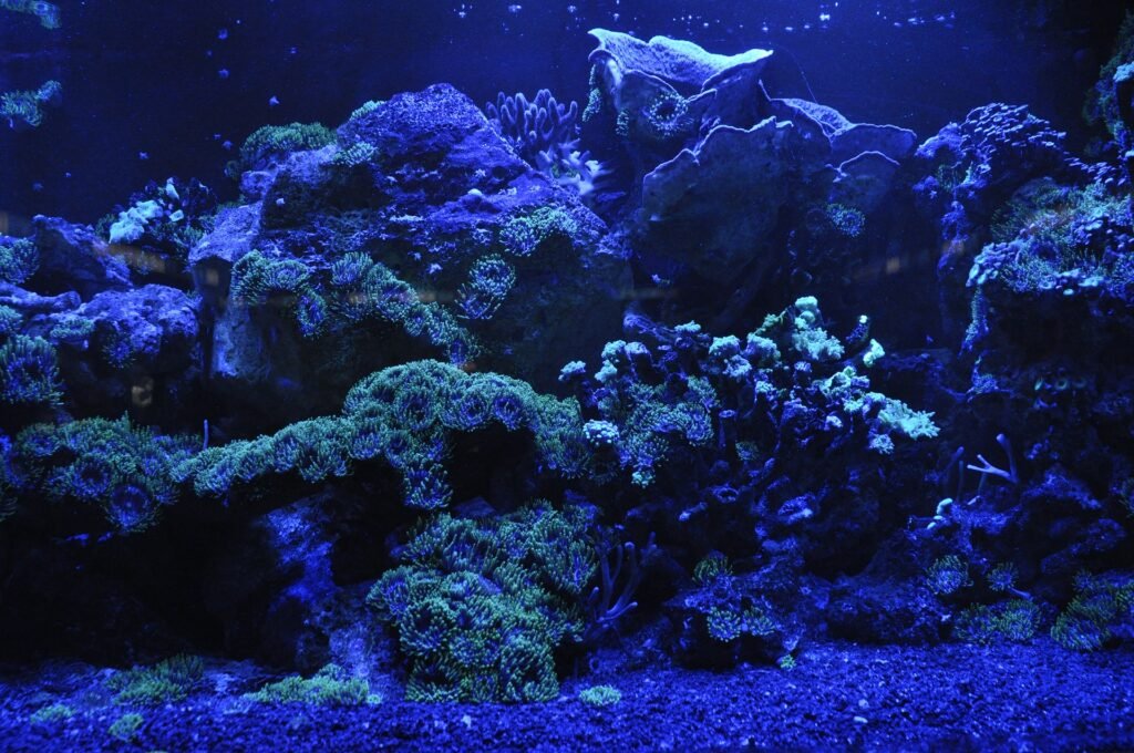 Um grande recifes de coral